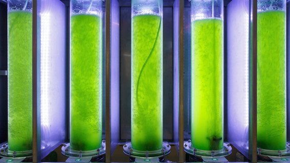 biofiltro